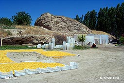 Ali�ar